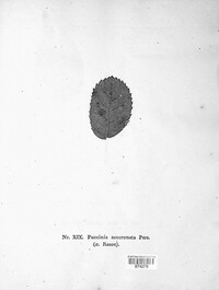 Phragmidium mucronatum image